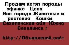 Продам котят породы сфинкс › Цена ­ 4 000 - Все города Животные и растения » Кошки   . Сахалинская обл.,Южно-Сахалинск г.